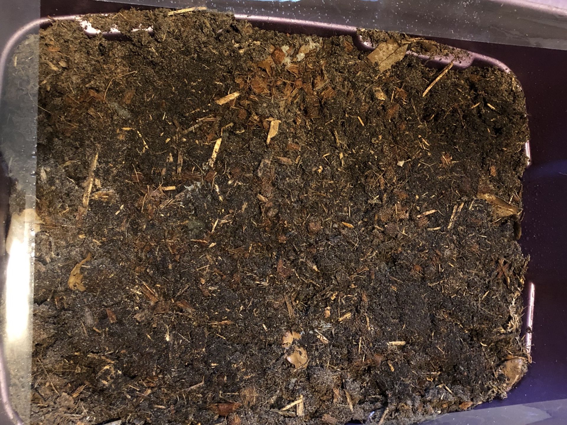 Bioactive substrate