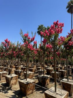 Crepe Myrtle “ Watermelon”
