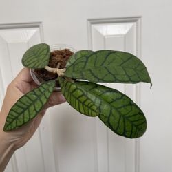 Hoya Callistophylla Plant 