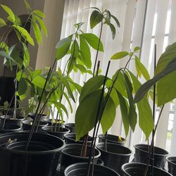 Homegrown Florida Avocado Trees