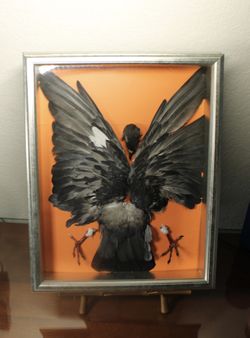 Taxidermy framed pigeon 