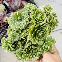 Aeonium Ice Cream Cluster Imported
