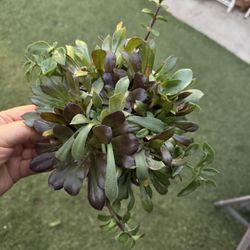 Small Succulent Arrangement 