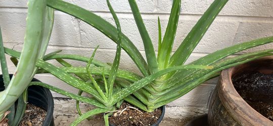 Aloe vera