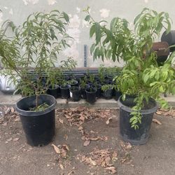 Natarines 80 For Both 