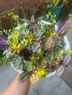 Very Beautiful Succulent Arrangement in a big round pot