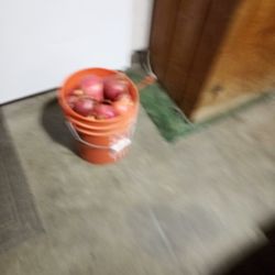 Pomegranate Bucket