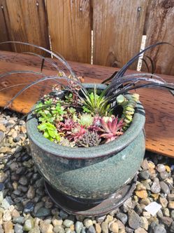 Rare succulents with back African grass