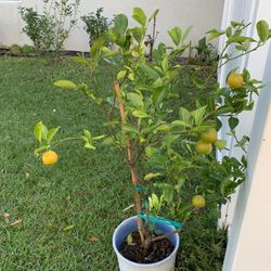 Calamondin Sour Orange Tree With Fruit (ready To Eat Fruit
