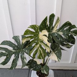Collector's Plant: Monstera Thai Constellation 6" Pot - Indoor House Plants 