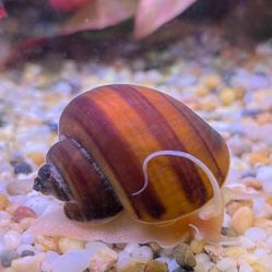 Mystery Snail