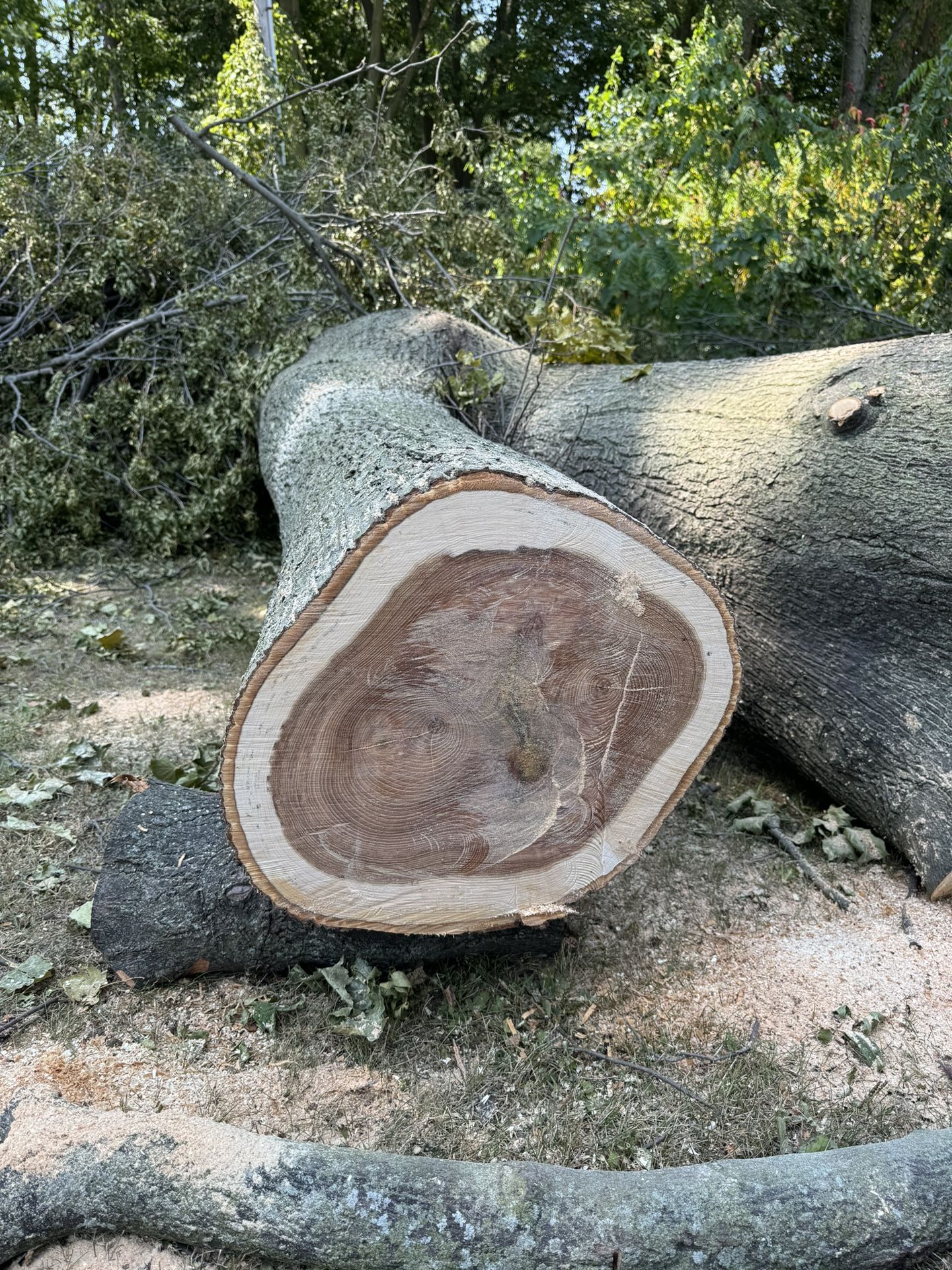 Hickory Logs