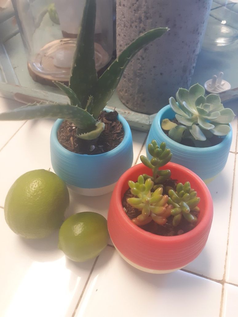 3 mini pots. Real succulents w proper d.r.ainage wholes . Pick up only