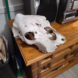Skull