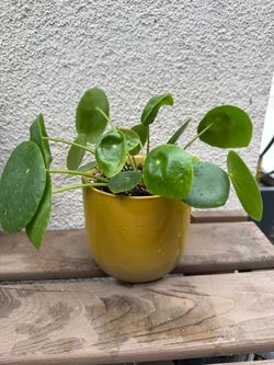 Pilea Peperomioides/UFO Chinnese Money Plant