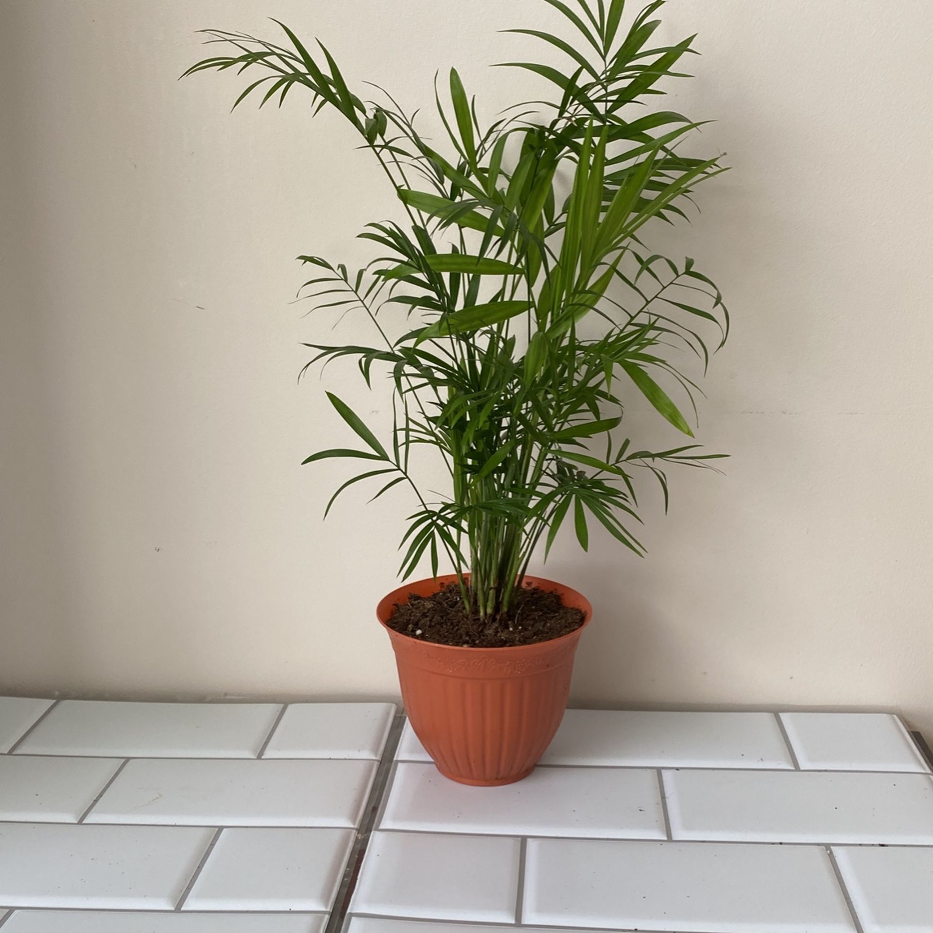 Chamaedorea Elegant Plant Sale