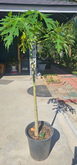 Arbol de Papaya Mexicana