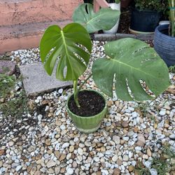 Monstera Plant