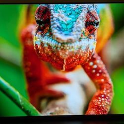 LG OLED 55 Inch Smart TV 