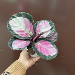 4” calathea rosy