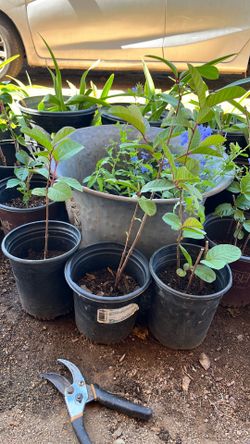 Guava trees