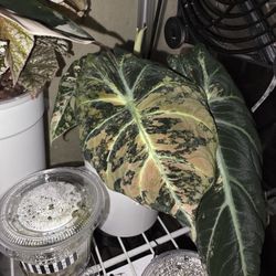 Alocasia Black Velvet Rose Gold Corms