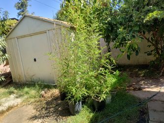 Bamboo $30