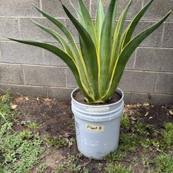 Agave Americana Marginata