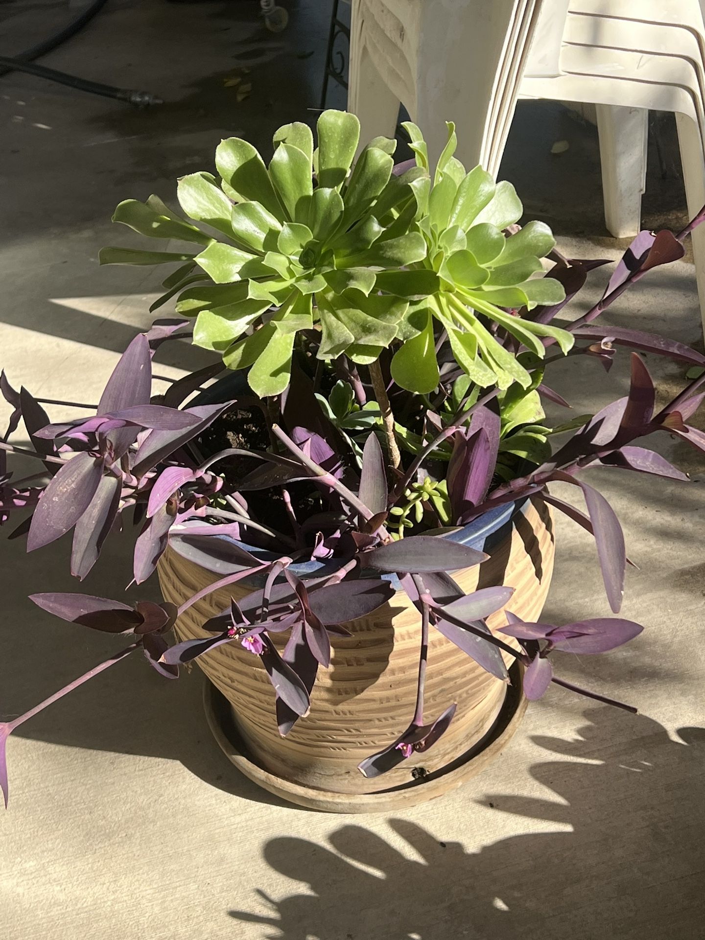 Large Beautiful Succulent Planter