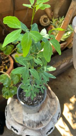 Huamuchil, little tree