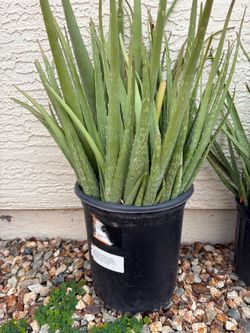 Aloe vera