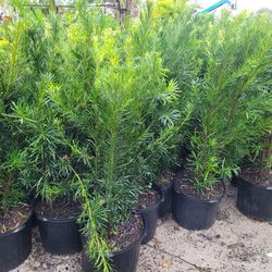 Podocarpus 