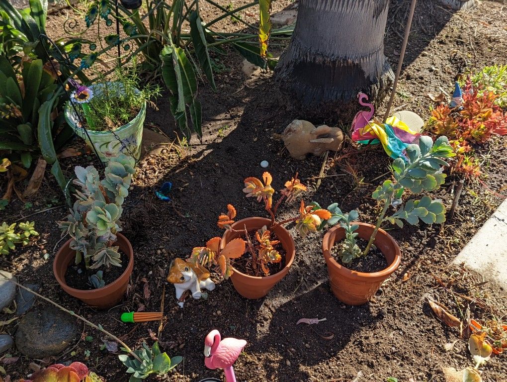 Kalanchoe fedtschenkoi