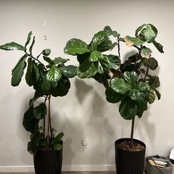 Fiddle Leaf Plant
