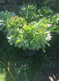 Bonita planta