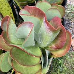 Succulents  Bromeliads   And Ángels Plans  Coconut  And More Prices  Star 13 And 10/ 8/ 5/7/