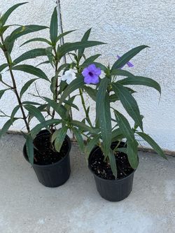 Biautiful Plants