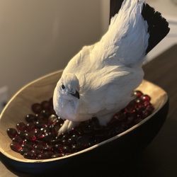 Taxidermy Bird for Sale or Trade