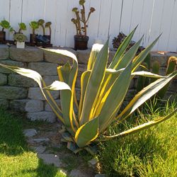 Variegated American Agave