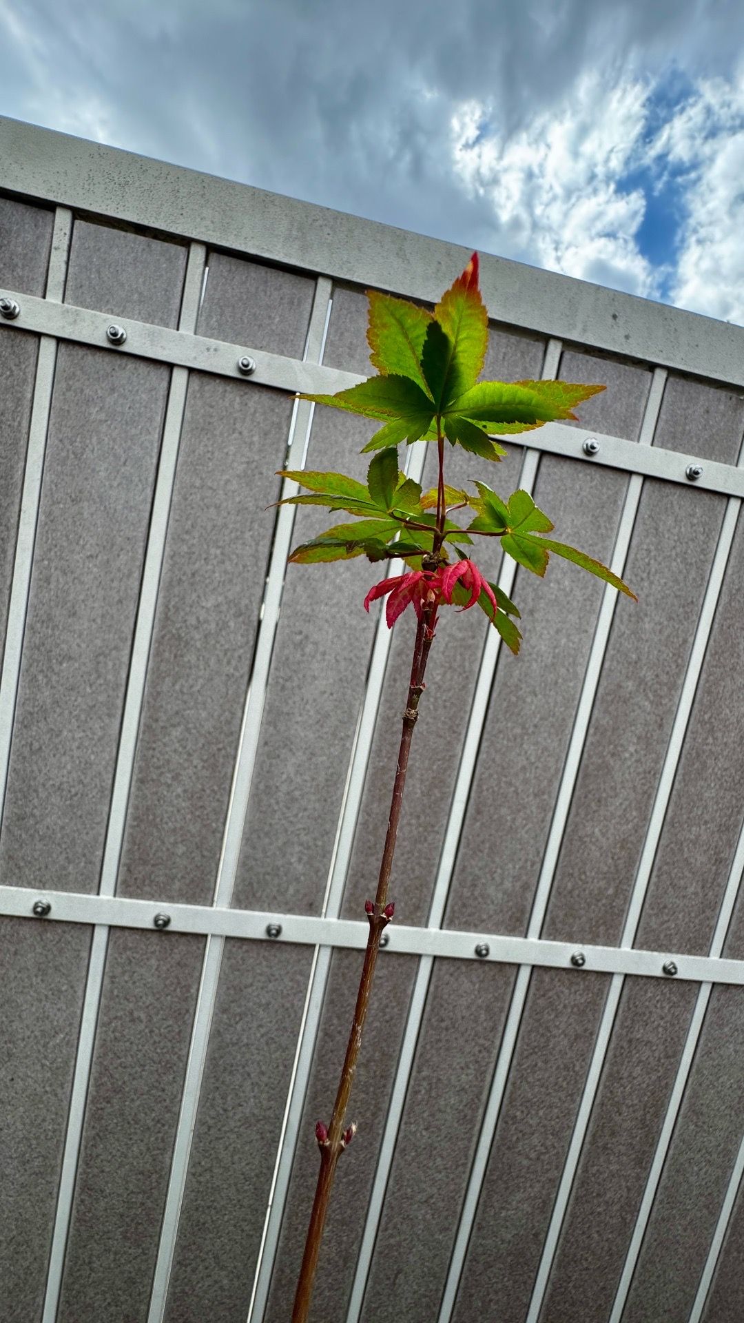 japanese red maple 3” container $20