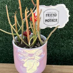 Succulent ❤️ Mothers Day