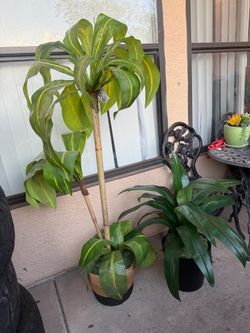 Tall Artificial Monstera Tree in Basket Pot