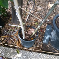 Texas Umbrella Tree