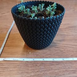 Grouping Of Baby Echeveria Succulents In Black Plastic Planter Pot