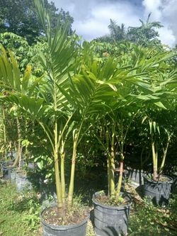 Christmas Palm Trees 15gl $85