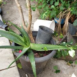 Plants