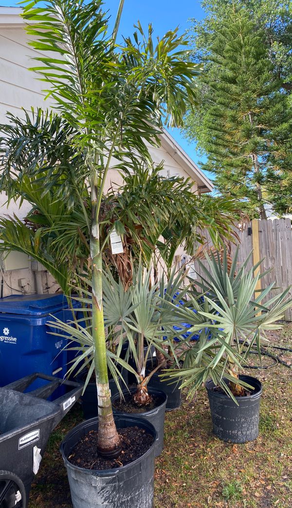 Palm trees for Sale in New Port Richey, FL OfferUp