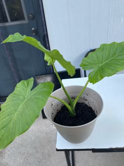Elephant ear plant