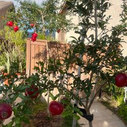 Pomegranate Tree For Sale
