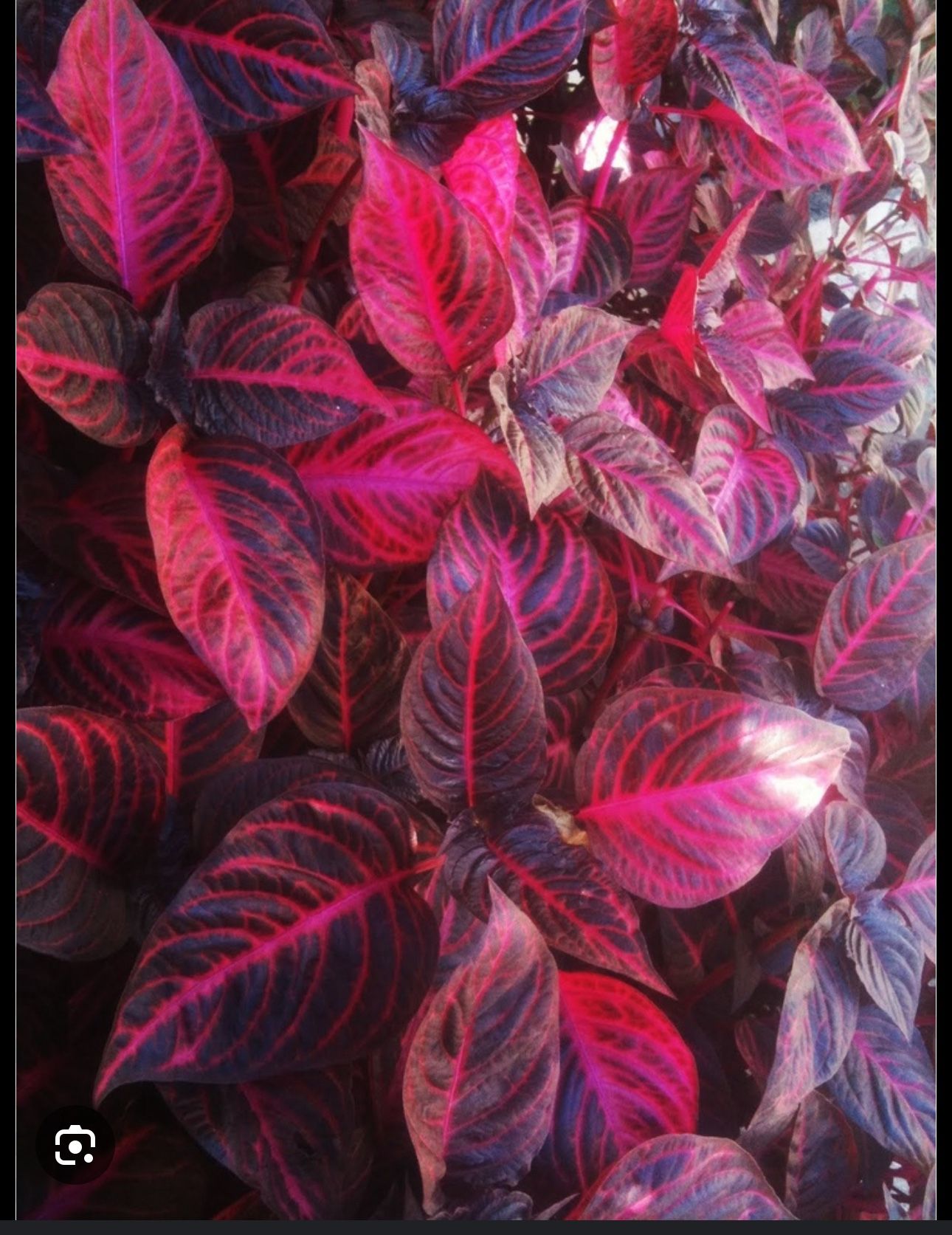 blood plant